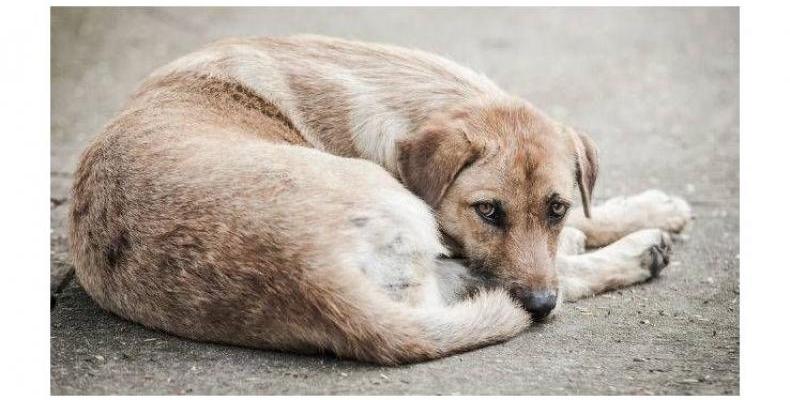 Градски герои: златар от София прибира бездомни животни в ателието си нощно време