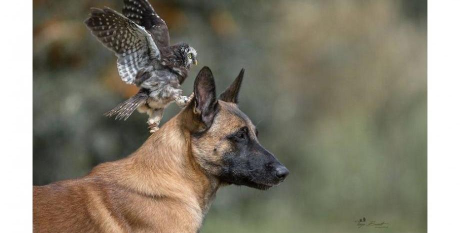 Невероятното приятелство между куче и сови