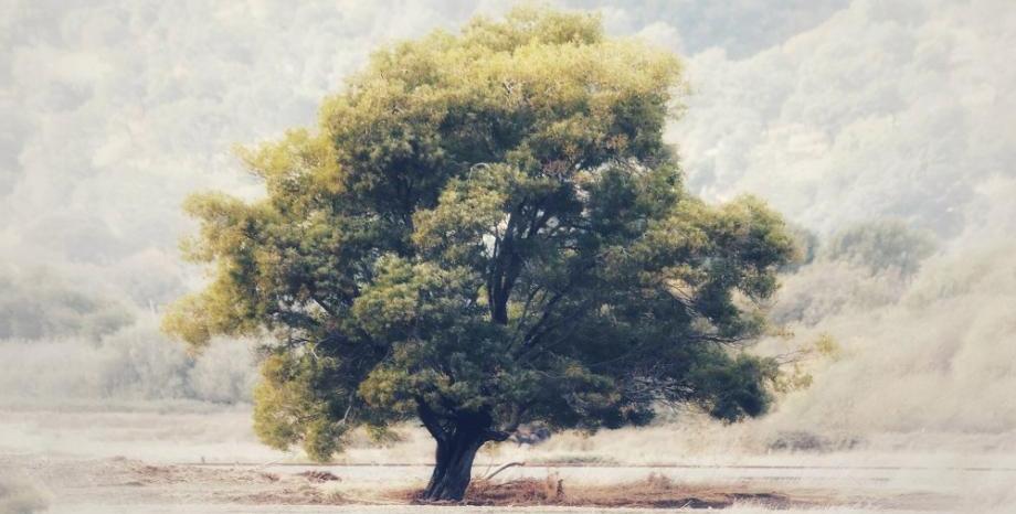 Новооткрит вид дърво бе наречено на Леонардо ди Каприо