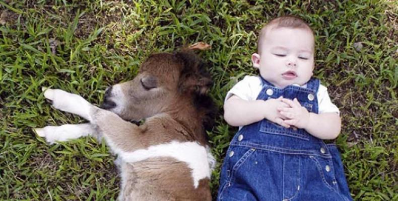 Най-сладките истински мини кончета