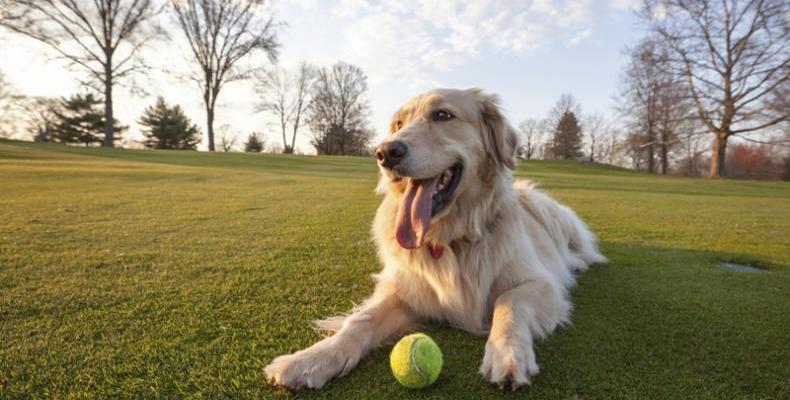 Започват внезапни проверки за микрочип на домашните кучета в София