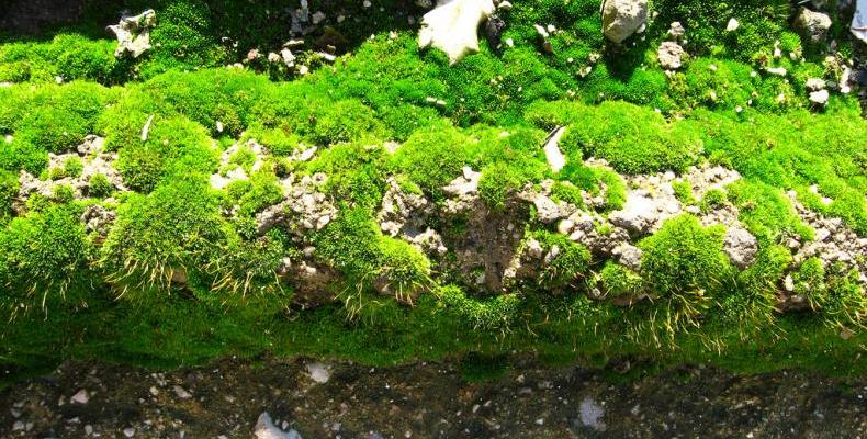 Учени произвеждат самолетно гориво от плесени