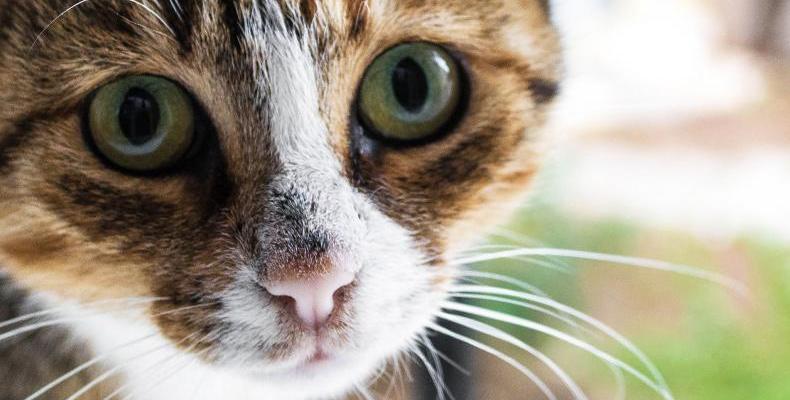 10 изумителни факта за котките