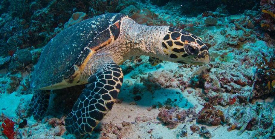 23 май - Световен ден на морските костенурки
