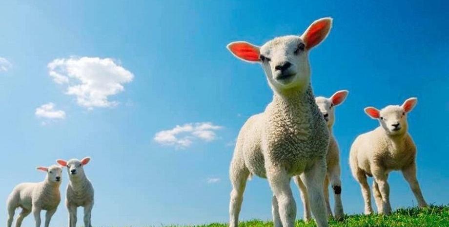 Гергьовден е – Честит празник на всички именици! Гергьовден е – Честит празник на всички именици!