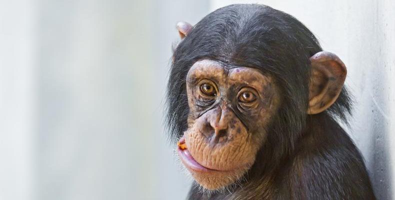 10 интересни факта за маймуните