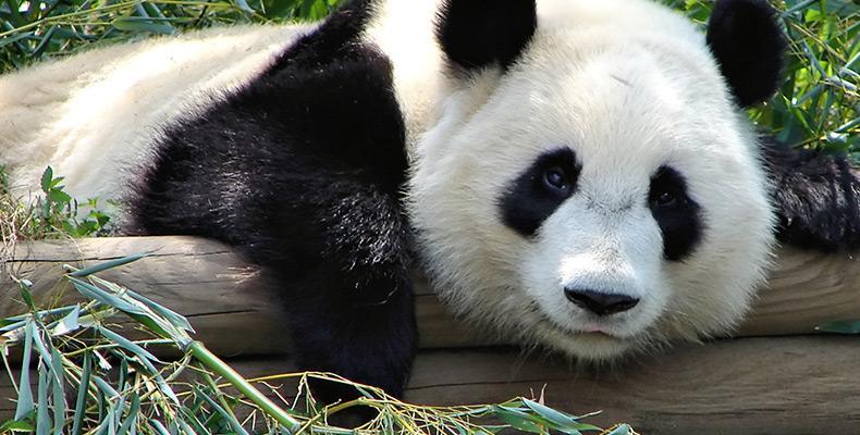 Защо пандите изглеждат мързеливи?