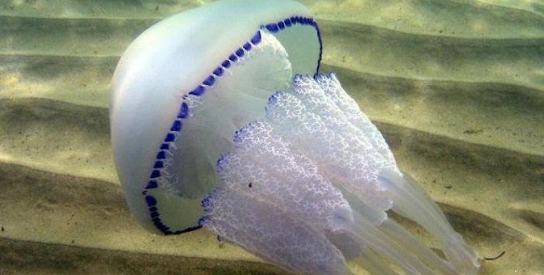 Медузите в Черно море, опасни или не