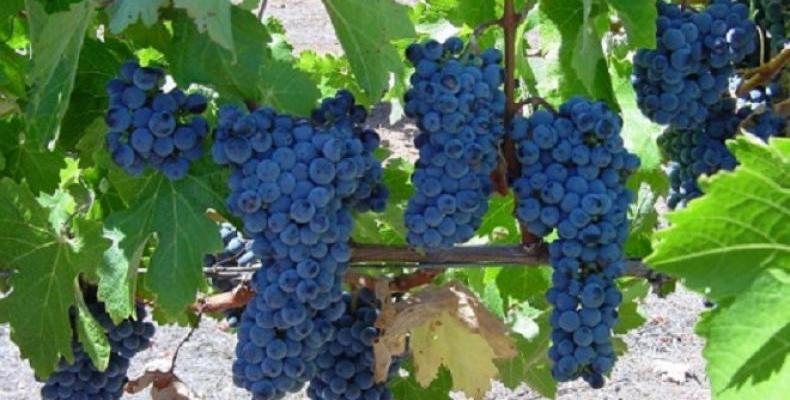 Учени събират полезните свойства на червеното вино в хапче