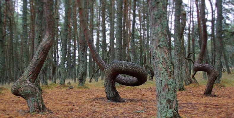 Пияната гора в Русия 