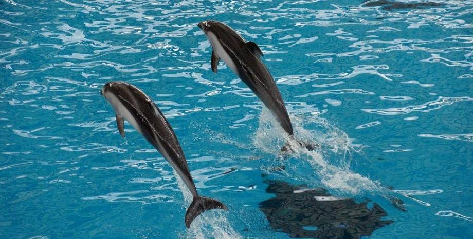 Известен италиански водолаз спаси делфин