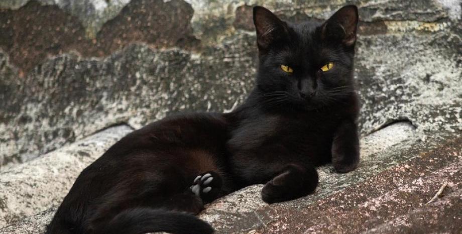 Испански град спира осиновяването на черни котки преди Хелоуин заради страх от злоупотреби