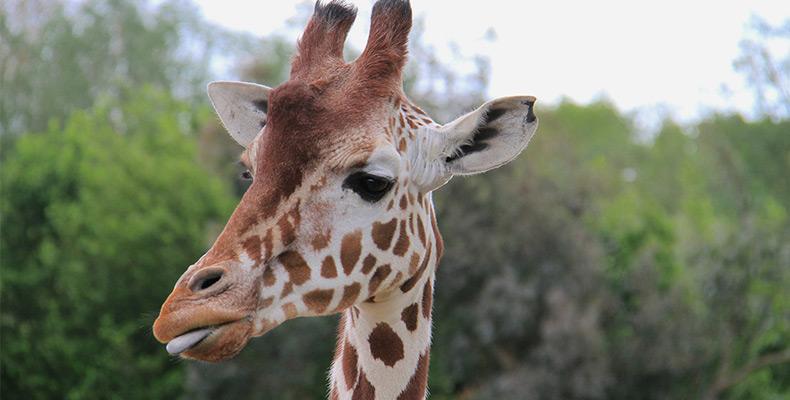 Как жирафите са се сдобили с толкова дълги вратове